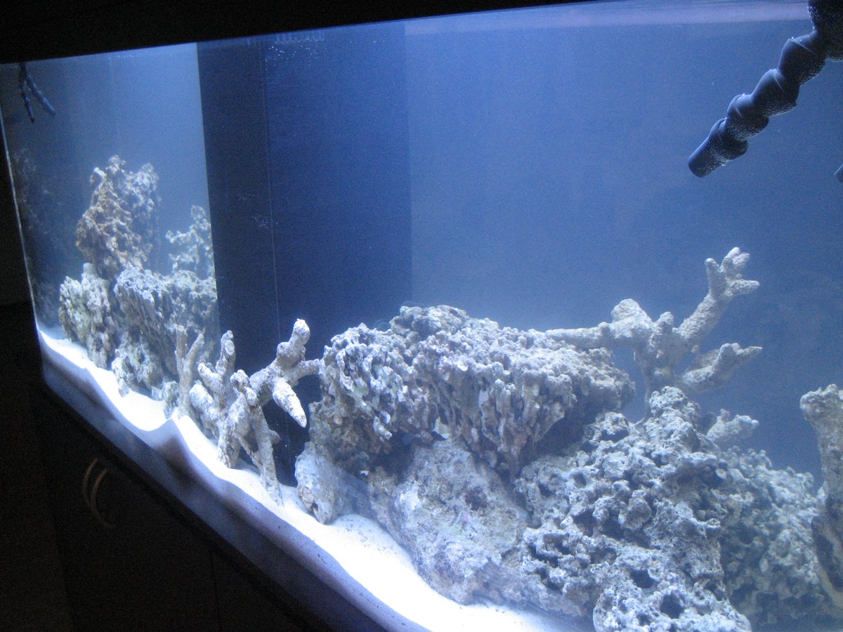 Acuario marino recién montado, solo con roca antes de ciclar